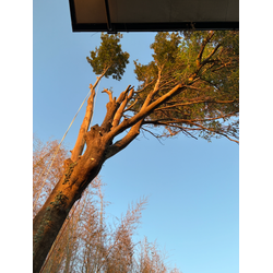 松も芝も、大木も｜川越で過ごした今週の現場の画像2