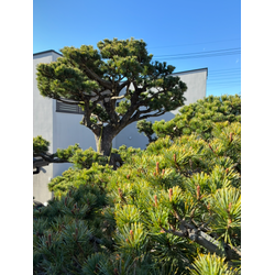 松も芝も、大木も｜川越で過ごした今週の現場の画像1