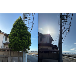 松も芝も、大木も｜川越で過ごした今週の現場の画像3