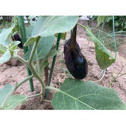 夏の家庭菜園の画像3