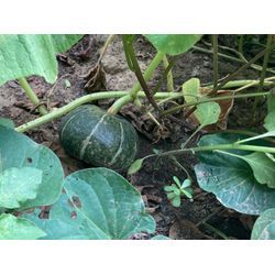 夏の家庭菜園の画像2