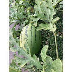 夏の家庭菜園の画像1