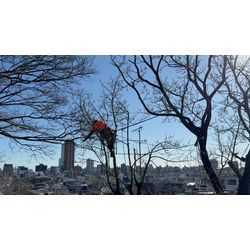 🌿 **梅雨の剪定作業と安全対策について** 🌿の画像2