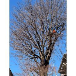 🌿 **梅雨の剪定作業と安全対策について** 🌿の画像1