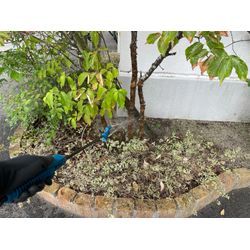 毛虫対策の画像2