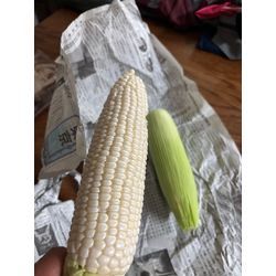 🌽新鮮とうもろこしをそのままで！の画像2