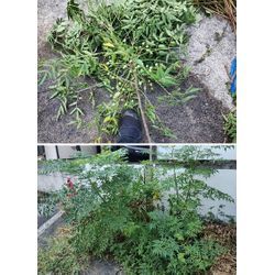 【いつの間にか生えて放っておくと厄介な雑木(1)】センダン(栴檀)　～ぐんま高崎の植木屋おやじブログ～の画像2