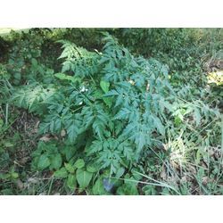 【いつの間にか生えて放っておくと厄介な雑木(1)】センダン(栴檀)　～ぐんま高崎の植木屋おやじブログ～の画像3