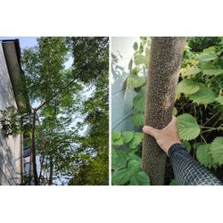 【いつの間にか生えて放っておくと厄介な雑木(1)】センダン(栴檀)　～ぐんま高崎の植木屋おやじブログ～の画像1