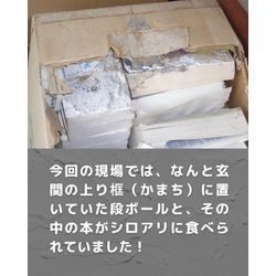 油断大敵！玄関の段ボールにも潜むシロアリの脅威の画像2