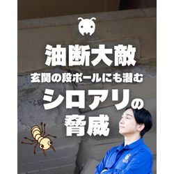 油断大敵！玄関の段ボールにも潜むシロアリの脅威の画像1