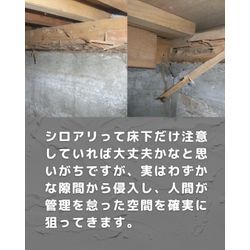 油断大敵！玄関の段ボールにも潜むシロアリの脅威の画像3