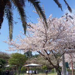 千葉市で調律、パーキングエリアの桜綺麗でしたの画像1
