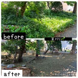 \＼ツルニチニチソウが庭一面に！除草をお願いしたい！／の画像2