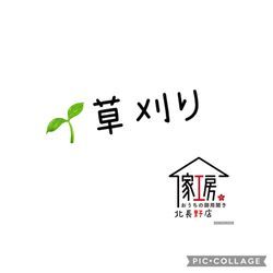 \＼ツルニチニチソウが庭一面に！除草をお願いしたい！／の画像1