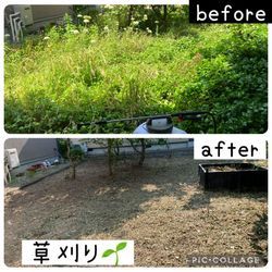 \＼ツルニチニチソウが庭一面に！除草をお願いしたい！／の画像3