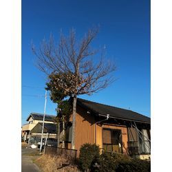 伐採しました　コナラ・アラカシの画像1