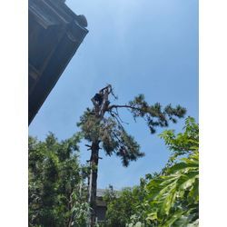 高木　木登り伐採の画像2