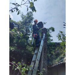 高木　木登り伐採の画像3