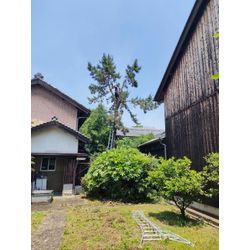 高木　木登り伐採の画像1