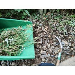 今日は【前橋市】で空き家の草むしり＆庭木剪定作業　〜群馬高崎の植木屋ゆうさんblog〜の画像1