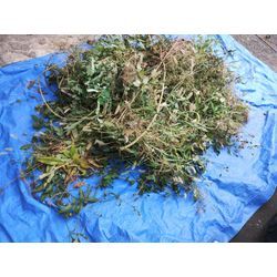 今日は【前橋市】で空き家の草むしり＆庭木剪定作業　〜群馬高崎の植木屋ゆうさんblog〜の画像3