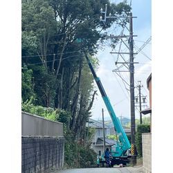 高木伐採の画像2