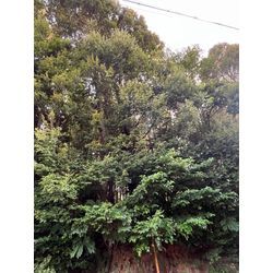 高木伐採の画像1