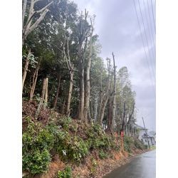 高木伐採の画像3
