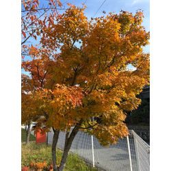 イロハモミジの画像1