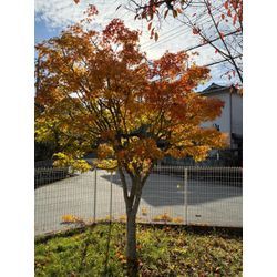 イロハモミジの画像2