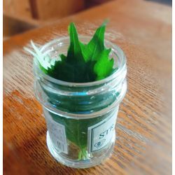 紫蘇、長持ちのひと工夫の画像2