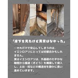 【イエシロアリの脅威は、床下だけじゃない】の画像2