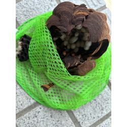 〜玄関両脇にスズメバチ〜の画像3