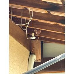 〜玄関両脇にスズメバチ〜の画像1