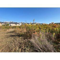 柏市　草刈り　ハンマーナイフの画像1