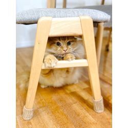 猫ちゃん安心　幸せをお届け　サイベリアンの画像2