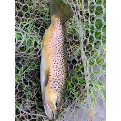 12月半ばの画像1