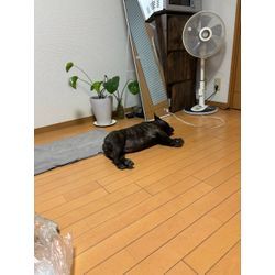 【週末旅行】愛犬ピノと乗鞍のペンションへ！おこめも一緒に大満喫の2日間🐾の画像3