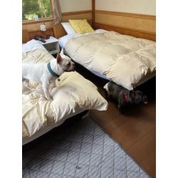 【週末旅行】愛犬ピノと乗鞍のペンションへ！おこめも一緒に大満喫の2日間🐾の画像1