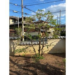 2年〜3年しなくても良い自然風の剪定の画像2