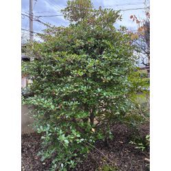 2年〜3年しなくても良い自然風の剪定の画像1