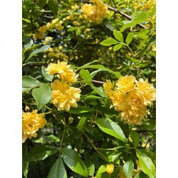 モッコウバラの画像2