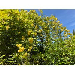 モッコウバラの画像1