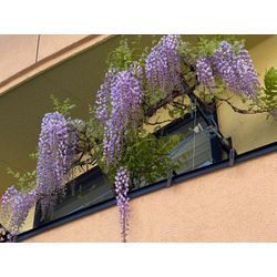 藤の植え替えの画像1