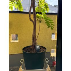 藤の植え替えの画像3