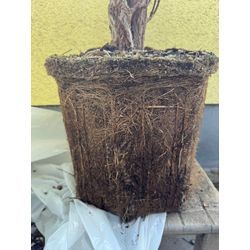 藤の植え替えの画像2