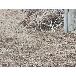 運良く天気が何とか持っている！　群馬高崎の植木屋ゆうさんShortBlog〜の画像2