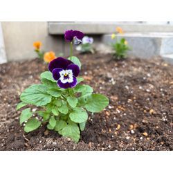 語らせてください！の画像1