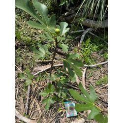 イチジク2の画像2